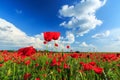 Field of wild red poppies