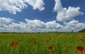 Field of wild red poppies