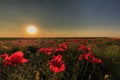 Field of wild red poppies