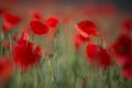 Field Of Wild Red Poppy, Shot With A Shallow Depth Of Focus, On Wheat Field In The Sun. Red Poppy Close-Up Among Wheat. Picturesqu Royalty Free Stock Photo