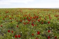 Russia. Field of wild red and yellow tulips in green spring steppe under the blue sky in Kalmykia Royalty Free Stock Photo