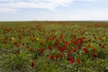 Russia. Field of wild red and yellow tulips in green spring steppe under the blue sky in Kalmykia Royalty Free Stock Photo