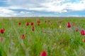 Field of wild red and yellow tulips in spring steppe Royalty Free Stock Photo