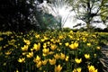 Field of wild tulips in the setting sun spotted in the Berggarten Hanover Royalty Free Stock Photo