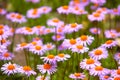 Field of wild violet flowers Royalty Free Stock Photo