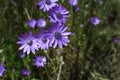 Field of wild violet flowers Royalty Free Stock Photo