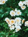 A field of wild white cherokee roses blooming