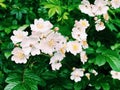 A field of wild white cherokee roses blooming Royalty Free Stock Photo