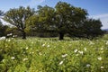 Field of Wild White Poppies on Willow City Loop, Texas Royalty Free Stock Photo