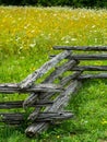 Field of Wildflowers Royalty Free Stock Photo