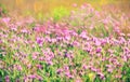 Field of wildflowers. Abstract art. Impressionistic. Photo art.