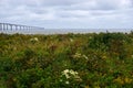 Field of wildflowers on Cape Jourimain, New Brunswick, Canada Royalty Free Stock Photo