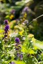 Field of wildflowers