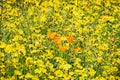 Field of wildflowers, with a few California Poppies surrounded by yellow Common Madia; Santa Cruz mountains, California Royalty Free Stock Photo