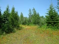 Field of wildflowers Royalty Free Stock Photo