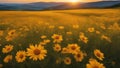 field of wildflowers a field of yellow flowers with the sun setting in the background sunflowers Royalty Free Stock Photo