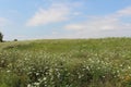 A prairie filled with wildflowers including Queen`s Anne Lace, Chicory, Bee Balm, Black Eyed Susans and grasses in Illinois Royalty Free Stock Photo