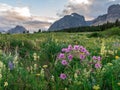 Field of Wildflowers in front of Montana Mountains Royalty Free Stock Photo