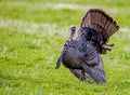 In a field of wildflowers, a male turkey displays his feathers. Royalty Free Stock Photo