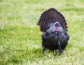 In a field of wildflowers, a male turkey displays his feathers. Royalty Free Stock Photo