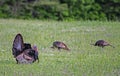 In a field of wildflowers, a male turkey displays his feathers to females. Royalty Free Stock Photo