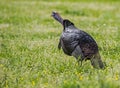 In a field of wildflowers, a male turkey throws back his head and gobbles. Royalty Free Stock Photo