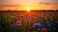 A field of wildflowers with the sun setting in the background, AI Royalty Free Stock Photo