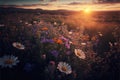 a field of wildflowers with the sun setting in the background and a field of wildflowers in the foreground Royalty Free Stock Photo