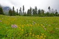 Field of wildflowes blooming iin Glacier National Park. Royalty Free Stock Photo