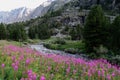 The field of willowherb flowers on the background of mountain river Royalty Free Stock Photo
