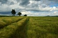 Field in wind Royalty Free Stock Photo