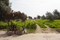 Field winding road through the green meadow next to some pilistras plants, aspidistra, in pot next to several bottles of water