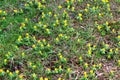 A field with winter aconites