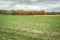 A field of winter crops and autumn colored trees and a cloudy sky Royalty Free Stock Photo