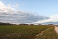 A field with winter rape seedlings at golden hour on a spring evening Royalty Free Stock Photo