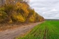 Field with winter shoots Royalty Free Stock Photo