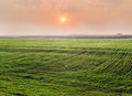 Field of winter wheat against of sunrise at early spring