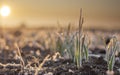 Field with winter wheat crops, leaves of germinating grain covered with morning frost Royalty Free Stock Photo
