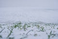 Field with winter wheat crops. Snow-covered field with green shoots of winter cereals