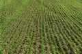 Field of winter wheat in early spring. Symmetrical lines of shoots of grain crops. Organic food produce on field Royalty Free Stock Photo