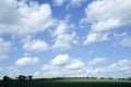 Field of winter wheat. Oil seed rape. Blue sky. White clouds. Royalty Free Stock Photo