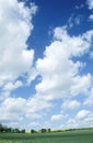 Field of winter wheat. Oil seed rape. Blue sky. White clouds. Royalty Free Stock Photo