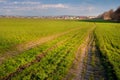 Field of winter wheat or rye with traces of agricultural machinery, early spring sprouts and a city on the horizon Royalty Free Stock Photo