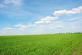 Field of winter wheat in spring along trees, sunny sky and clouds Royalty Free Stock Photo