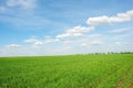 Field of winter wheat in spring along trees, sunny sky and clouds