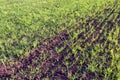 Field of winter wheat in spring, rows of small green sprouts, natural organic