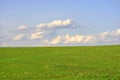 Field of winter wheat in spring, sunny sky and clouds Royalty Free Stock Photo