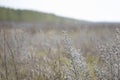 Field with withered grass.