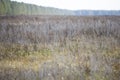 Field with withered grass. Faded autumn vegetation