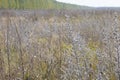 Field with withered grass. Faded autumn vegetation